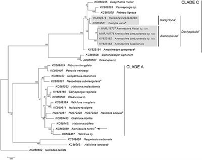 Integrative Taxonomy of Amazon Reefs' Arenosclera spp.: A New Clade in the Haplosclerida (Demospongiae)